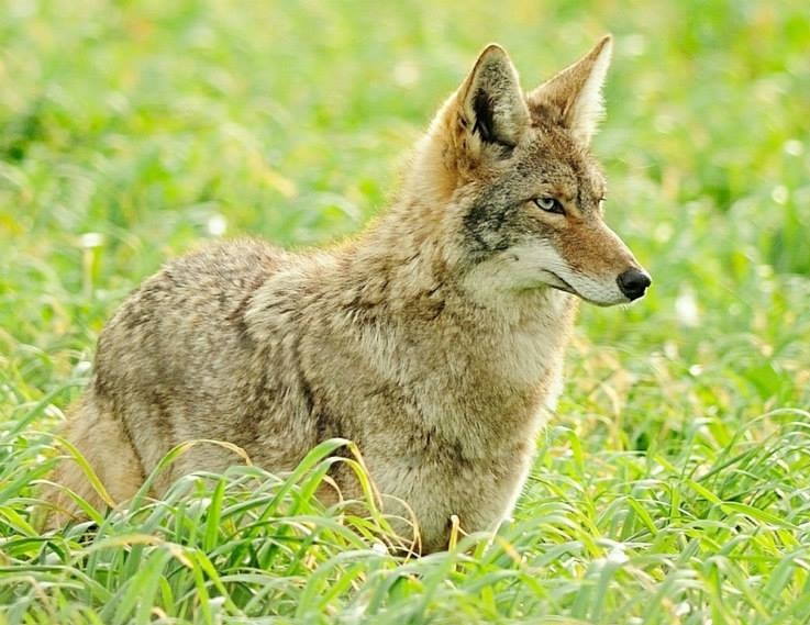 a beige coyote in natural grassy habitat