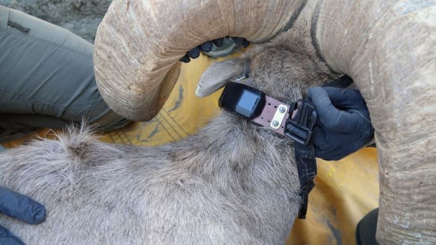 Collar being attached to desert bighorn sheep