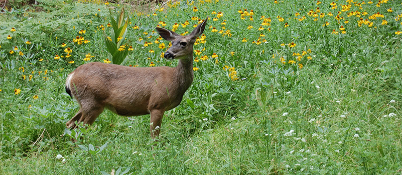 Deer-in-meadow-at-Sequoia-National-Park