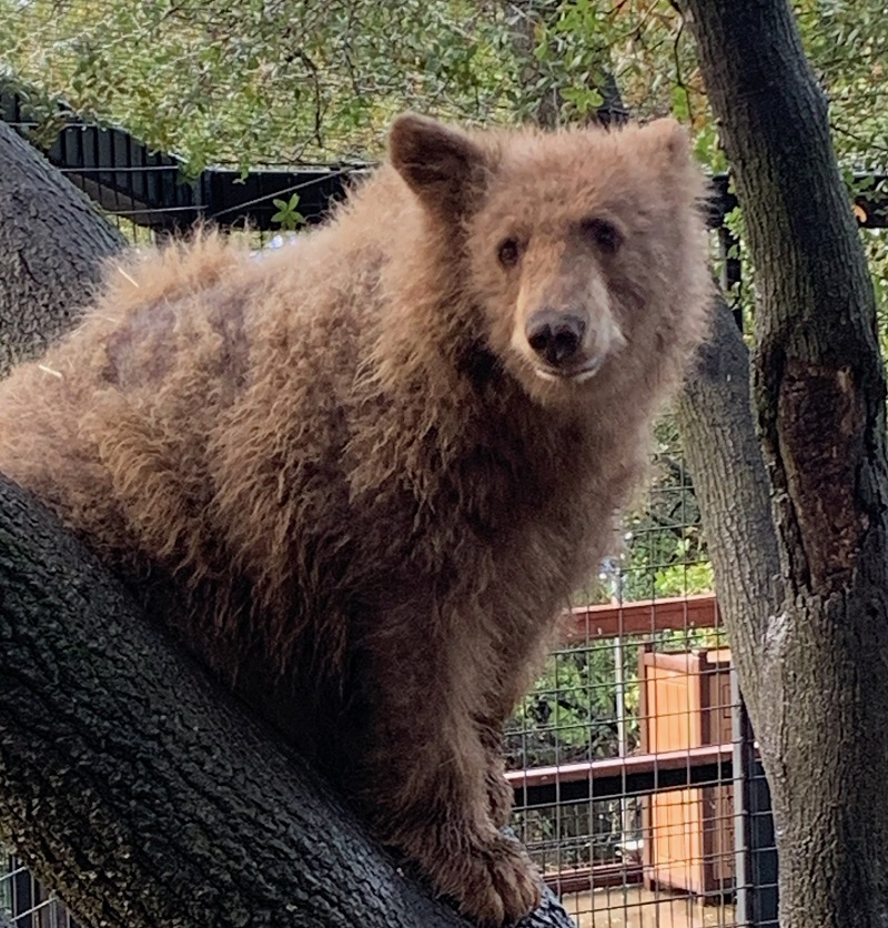 Olive, a black bear housed at the Folsom Zoo Sanctuary in Sacramento County, lives in a rich enclosure with trees and other natural surroundings.
