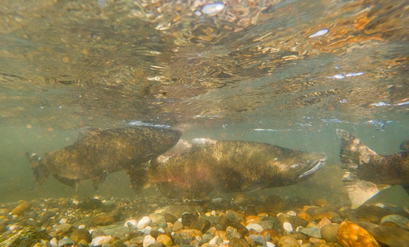 Underwater photograph of Chinook salmon in the American River