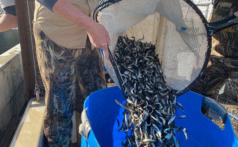 Chinook salmon fry are loaded into buckets and weighed prior to their transport and release into the Klamath River.