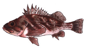 Nearshore Finfish Profiles
