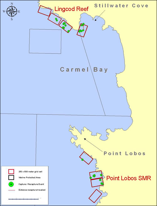 Map of Carmel Bay showing grid cells at Lingcod Reef and Point Lobos sampling sites