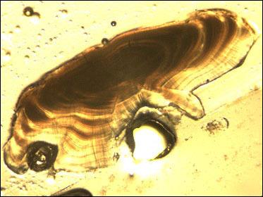 Sectioned kelp greenling otolith viewed under dissecting microscope
