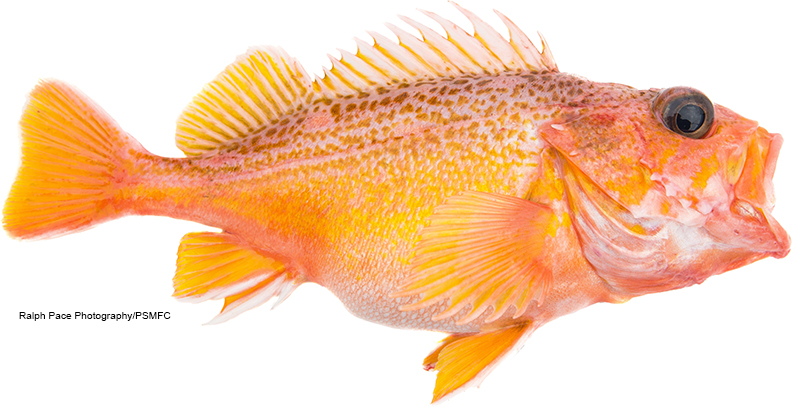 California Marine Sportfish Identification Rockfish