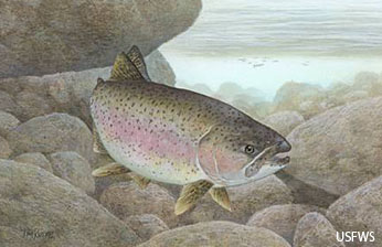 rainbow trout illustration, courtesy of USFWS