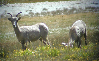 Ewes in Soldier Meadow