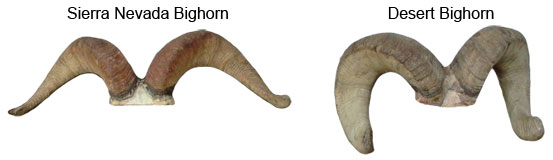 Horn Comparison Desert vs. Sierra Bighorn
