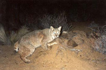 bobcat at night with deer carcass