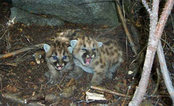 two mountain lion kittens