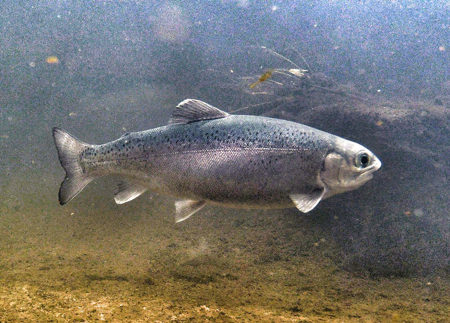 CDFW Prod > Fishing > Hatcheries > Iron Gate > Species Raised