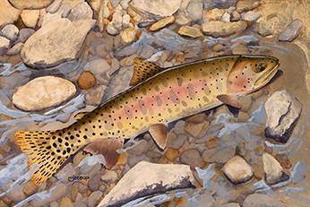 Lahontan cutthroat trout watercolor by Mark Jessop of Troutfin Studio