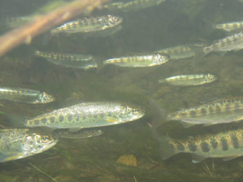 school of juvenile Chinook salmon - small silver fish with spots