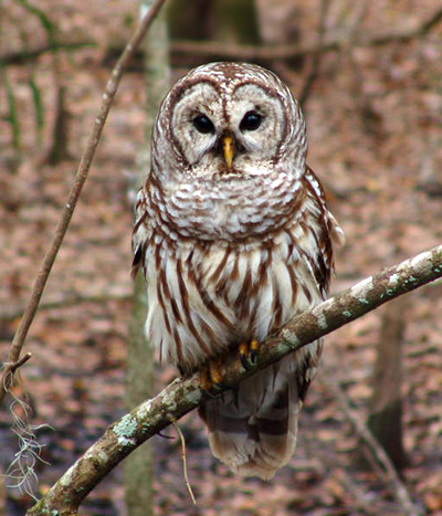 striped owl perched on a branch