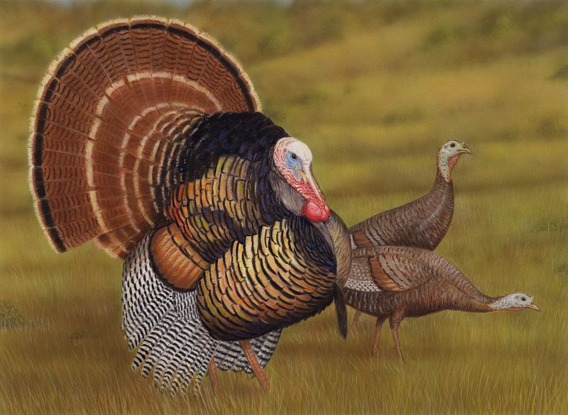 A male turkey with two females lin the background