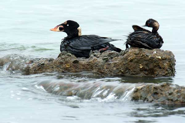 oiled surf scoter and eared grebe