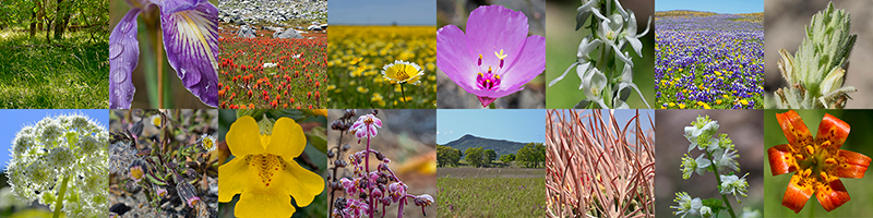 A grid of 16 square images showing native California plants and habitats, including a green woodland with a rare grass, a close-up of an iris flower with dew, a subalpine meadow with paintbrush flowers, a field of tidy tip flowers, a close-up of a pink Clarkia flower, a white orchid, a field of purple lupine, a close-up of a rare birds-beak plant, an umbel of flowers with sun shining through them, a rare beach Layia plant, a close-up of a seepspring monkeyflower, a pink hemiparisitic plant, a grassland near an oak woodland, cactus spines, a close-up of meadow rue flowers, and a close-up of a leopard lily flower