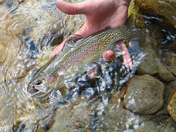 a narrow fish about 10 inches long with small black dots all over and a band of pink running from head to tail