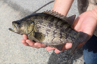 a fish being held to display its identifying attributes. Sacramento Perch are deep-bodied sunfish with a medium-sized mouth, brown back and side with dark mottled vertical bars, and a spiny dorsal fin.