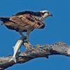 Osprey with jacksmelt at Bolsa Chica. Photo by: Steven Eric Smith.