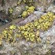 Sea cauliflower at Arrow Pt to Lion Head Pt SMCA