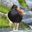 Black oystercatcher at Big Creek SMR