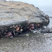 Ochre sea stars at Big Flat SMCA