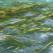 Eelgrass bed in Big River Estuary SMCA