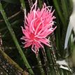 Hopkin's rose nudibranch in surfgrass, White Rock SMCA