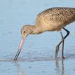 Marbled godwit in Dana Point SMCA