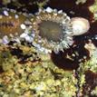 Aggregating anemones and owl limpet in Egg (Devil's Slide) Rock to Devil's Slide Special Closure