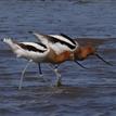 American avocets in Elkhorn Slough SMR