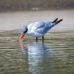 Caspian tern in Goleta Slough SMCA (No-Take)