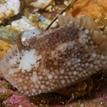 Barnacle nudibranch at Harris Point SMR