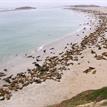 California sea lion rookery at the special closure