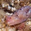 Cloudy bubble snail at Long Point SMR