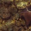 Bat ray at Lover's Cove SMCA