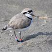 Snowy plover at MacKerricher SMCA