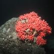 California hydrocoral near Mattole Canyon SMR