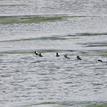 Buffleheads in Moro Cojo Slough SMR