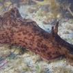 A California sea hare in Naples SMCA