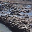 Harbor seals at Natural Bridges SMR