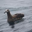 Black-footed albatross in North Farallon Islands SMR