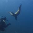 Sea lion investigating a diver at Painted Cave SMCA