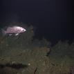 Blue rockfish near a rocky reef, Piedras Blancas SMCA