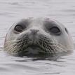 Harbor seal, Sea Lion Cove SMCA