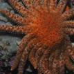 Sunflower star in Point Lobos SMR