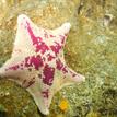 Bat star in Point Sur SMR