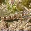 Woolly sculpin in Abalone Cove SMCA